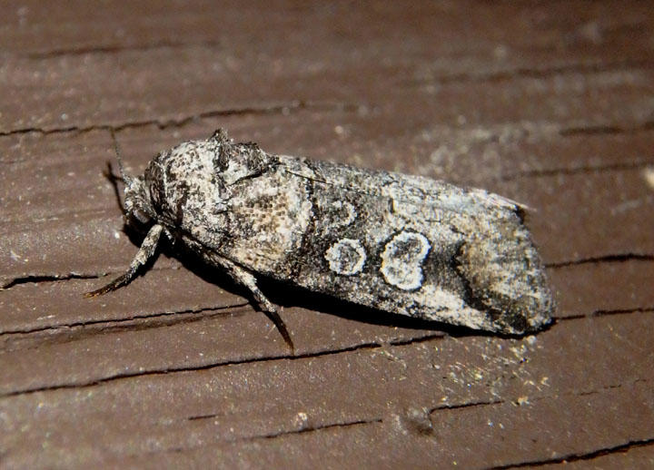 10039 - Oxycnemis advena; Owlet Moth species