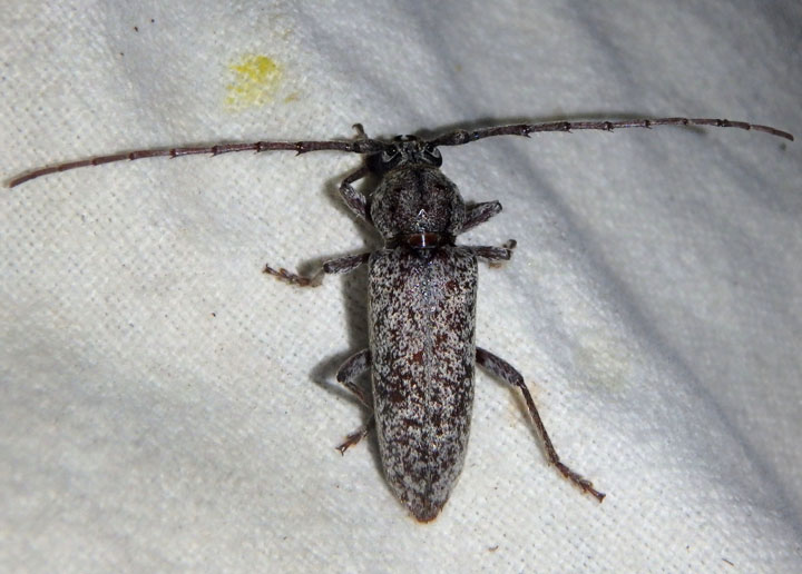 Enaphalodes cortiphagus; Oak-bark Scarrer