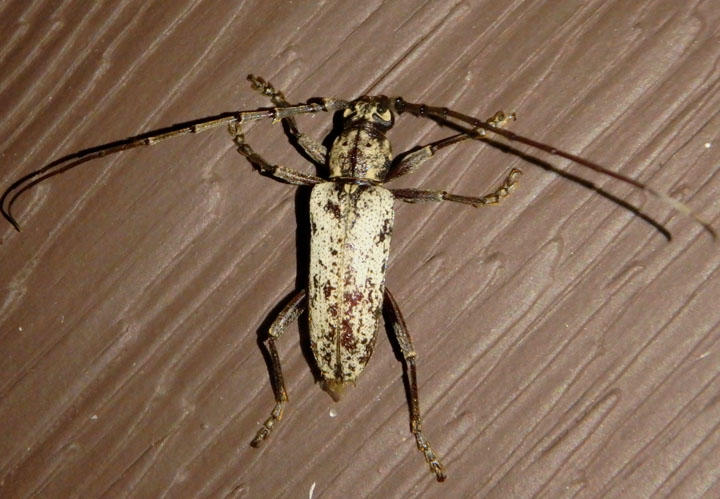 Enaphalodes niveitectus; Long-horned Beetle species