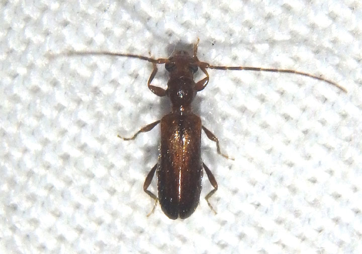 Obrium constricticolle; Long-horned Beetle species
