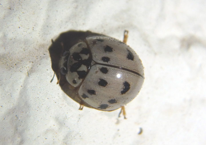 Olla v-nigrum; Ashy Gray Lady Beetle 