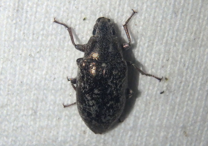 Pechalius dentiger; Darkling Beetle species