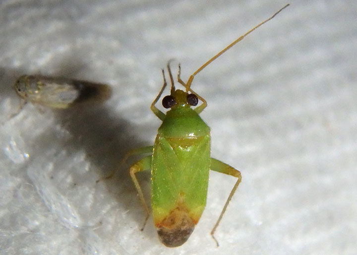 Phytocoris vanduzeei; Plant Bug species