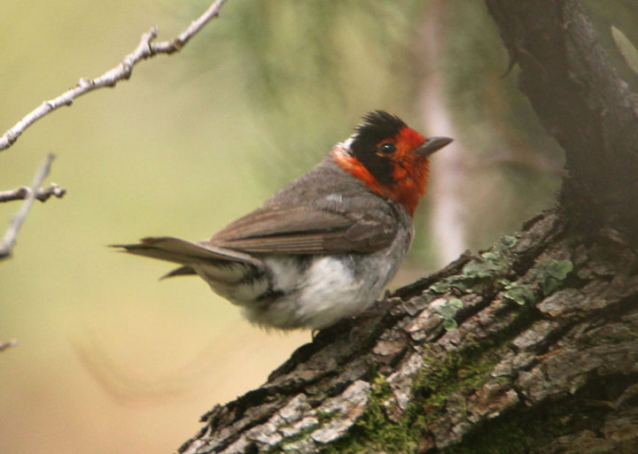 Red-faced Warbler