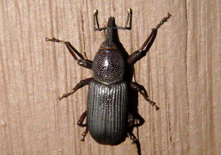 Rhinostomus frontalis; Weevil species 