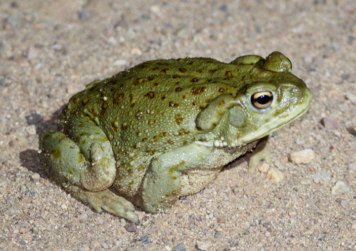 Sonoran Desert Toad