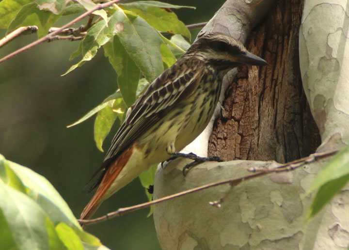 Sulphur-bellied Flycatcher