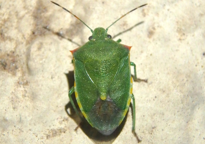 Thyanta custator; Red-shouldered Stink Bug