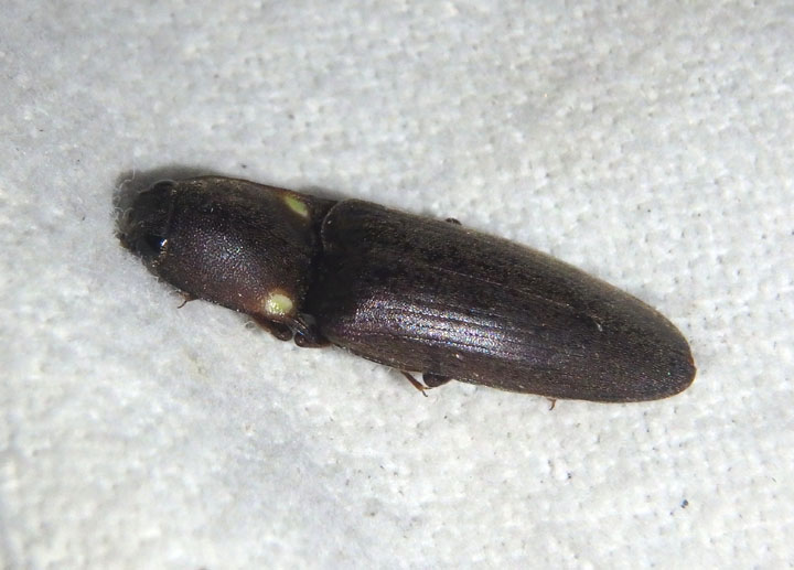 Vesperelater arizonicus; Click Beetle species