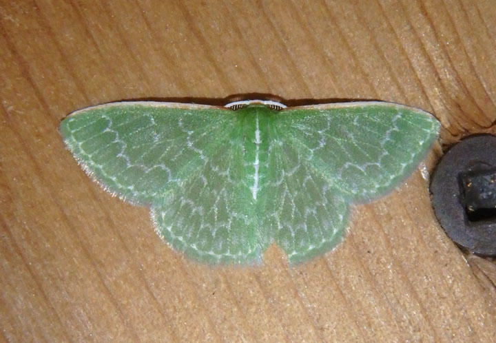 7059 - Synchlora frondaria; Southern Emerald Moth