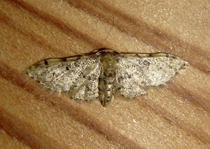 7109 - Idaea celtima; Geometrid Moth species