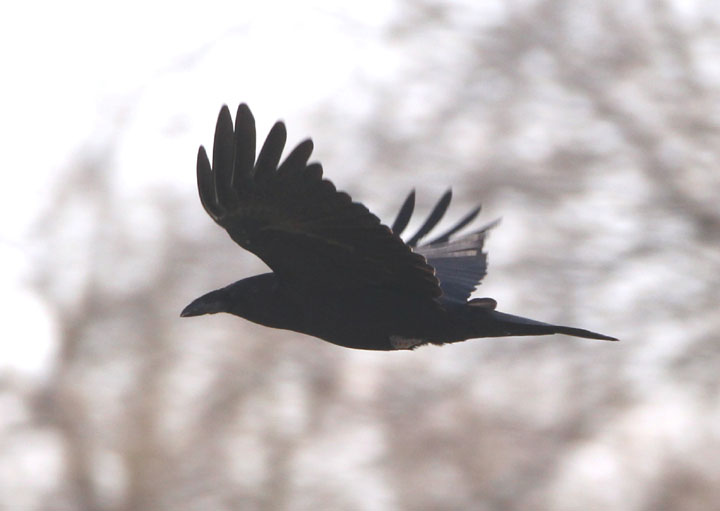 Chihuahuan Raven