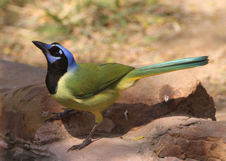 Green Jay 