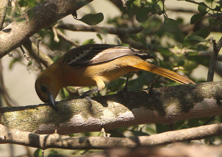 Hooded Oriole; female