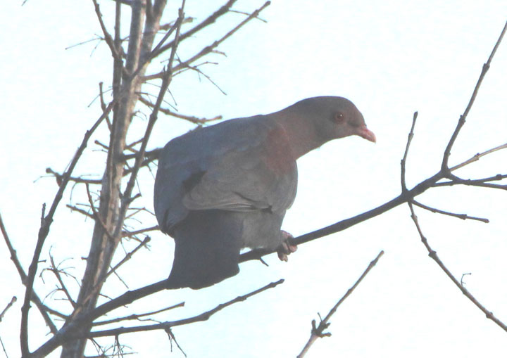 Red-billed Pigeon 