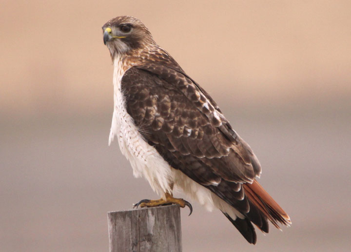 Red-tailed Hawk 