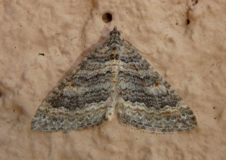 7328 - Perizoma custodiata; Geometrid Moth species