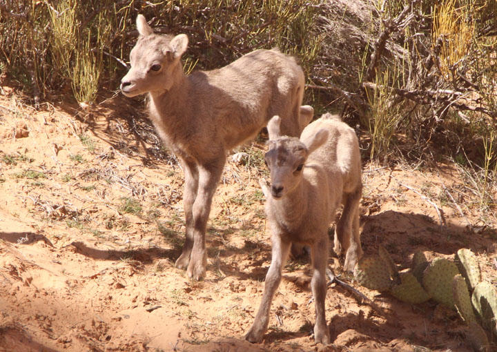 Bighorn Sheep; young