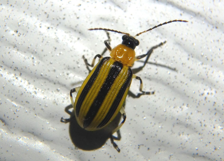 Acalymma vittatum; Striped Cucumber Beetle