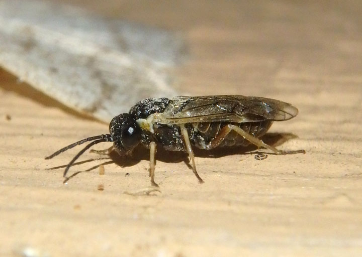 Tenthredinidae Common Sawfly species