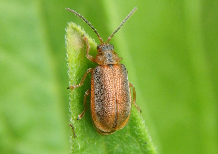 Neogalerucella calmariensis; Black-margined Loosestrife Beetle