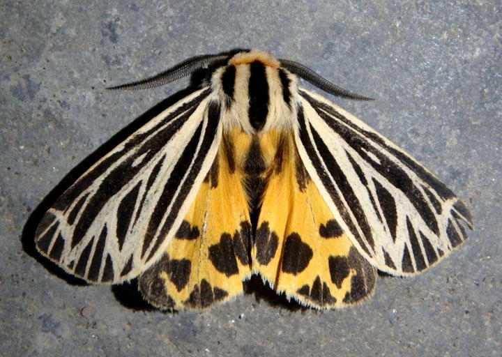 8175 - Grammia virguncula; Little Virgin Tiger Moth