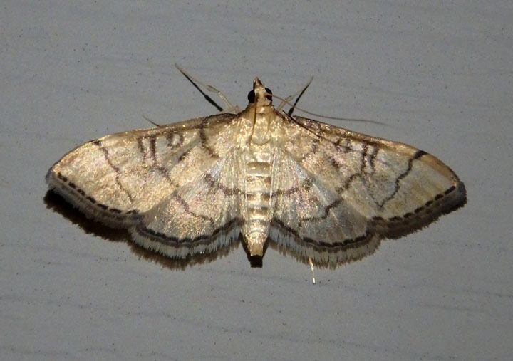 5182 - Blepharomastix ranalis; Hollow-spotted Blepharomastix