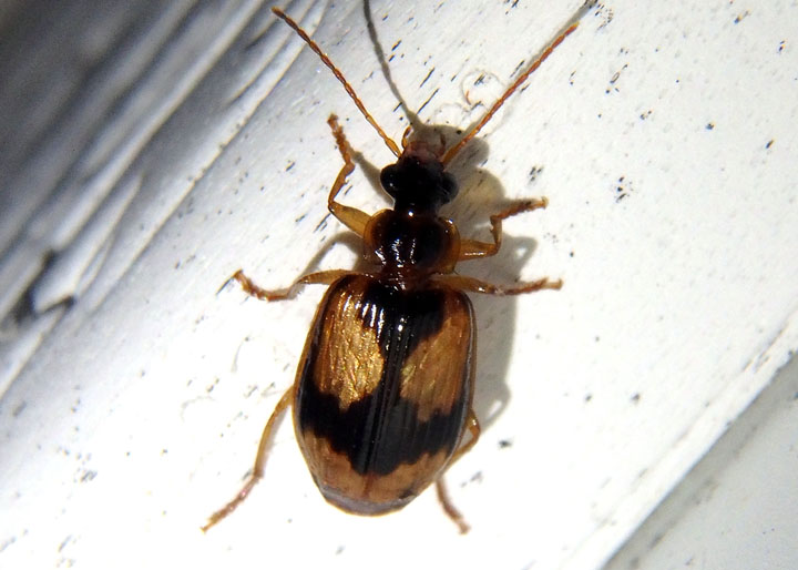 Lebia fuscata; Colorful Foliage Ground Beetle species