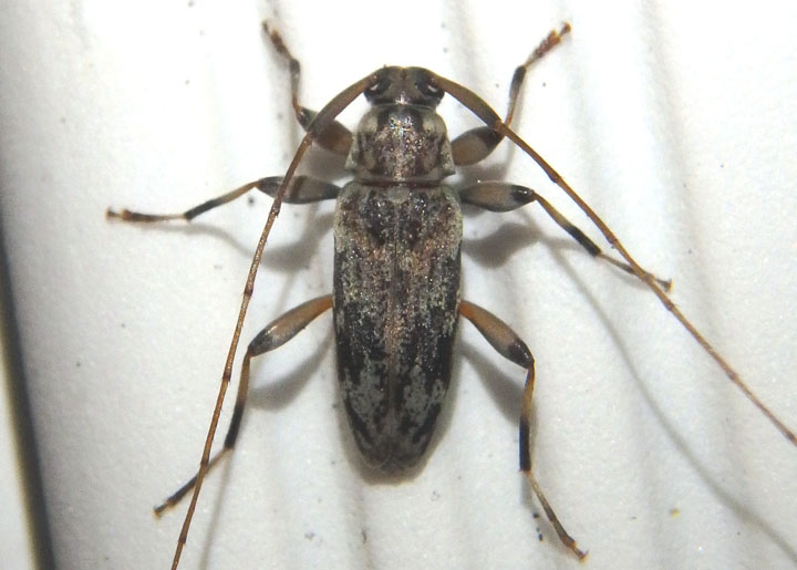 Lepturges confluens; Flat-faced Longhorn species