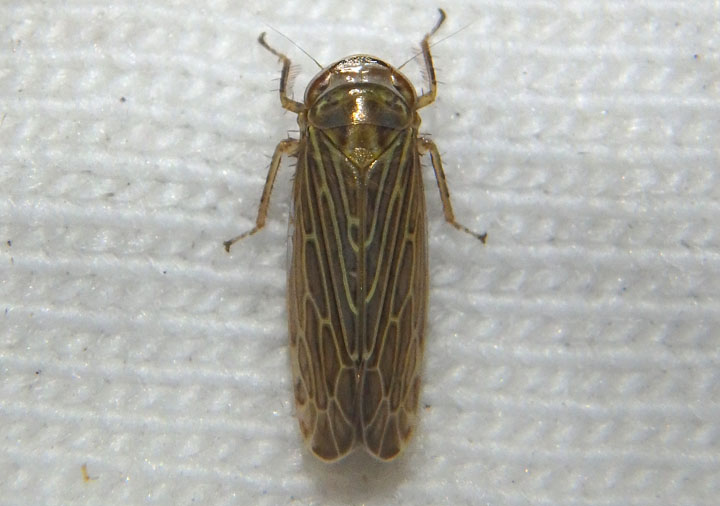 Pasaremus major; Leafhopper species