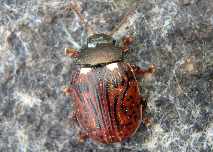 Calligrapha alni; Russet Alder Leaf Beetle