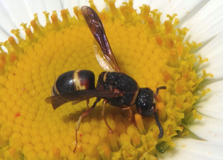 Euodynerus hidalgo; Mason Wasp species