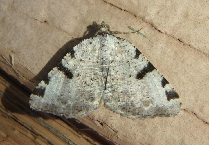 6303 - Macaria subcessaria; Barred Speranza