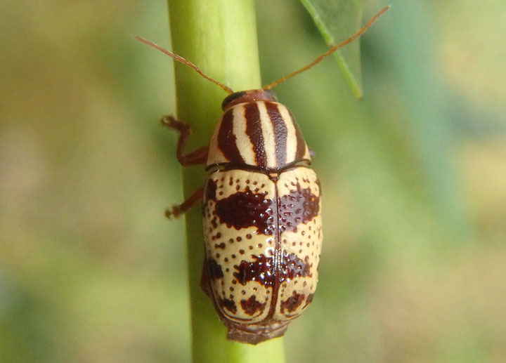 Cryptocephalus leucomelas; Case-bearing Leaf Beetle species 
