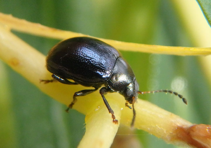Lexiphanes saponatus; Case-bearing Leaf Beetle species 