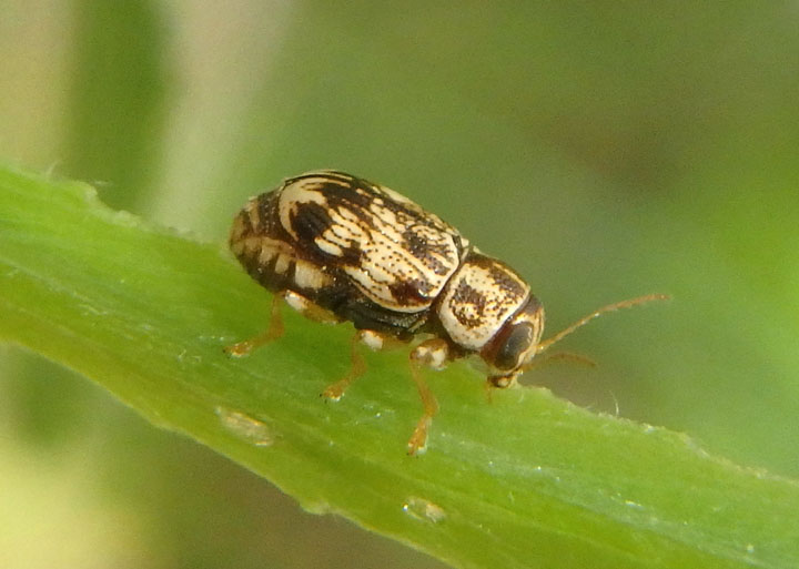 Pachybrachis Scriptured Leaf Beetle species
