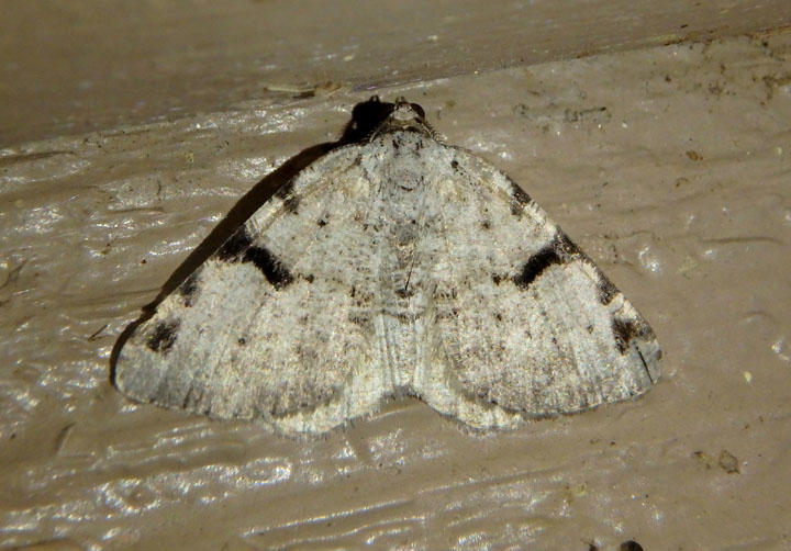 6303 - Macaria subcessaria; Barred Speranza