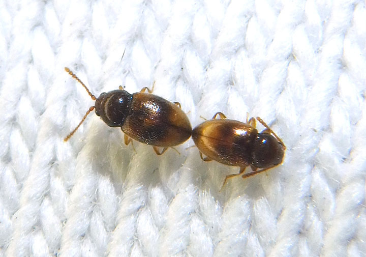Toramus pulchellus; Pleasing Fungus Beetle species pair