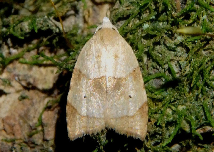 3747 - Coelostathma discopunctana; The Batman Moth