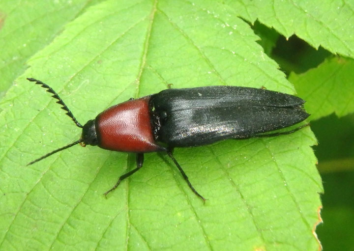 Parallelostethus attenuatus; Click Beetle species