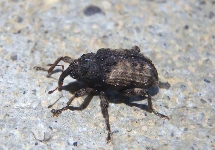 Cryptorhynchus fuscatus; Hidden Snout Weevil species