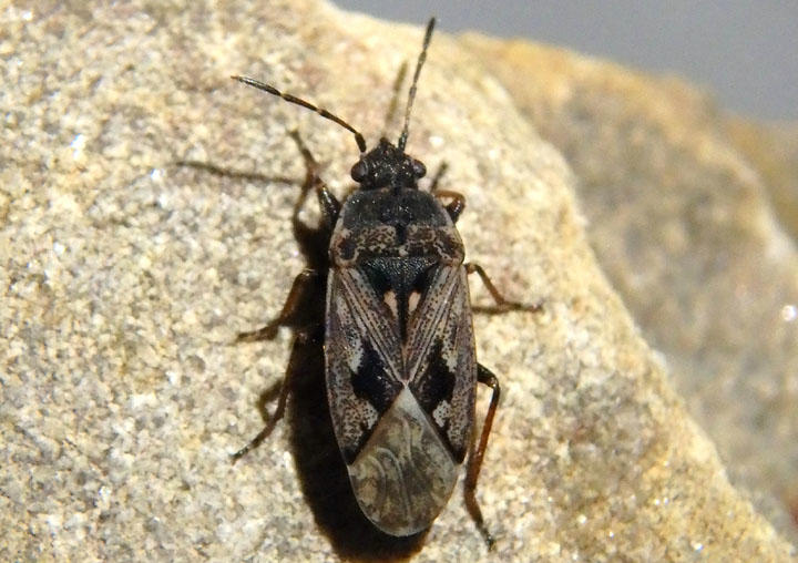 Sphragisticus nebulosus; Dirt-colored Seed Bug species