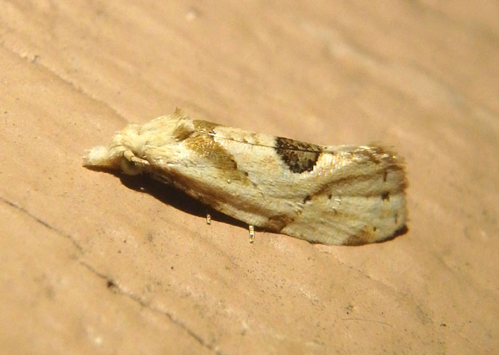 3754.1 - Aethes angustana; Tortricid Moth species