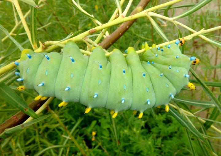 7767 - Hyalophora cecropia; Cecropia Moth caterpillar