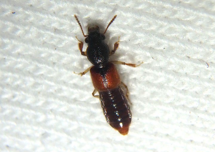 Bledius Spiny-legged Rove Beetle species