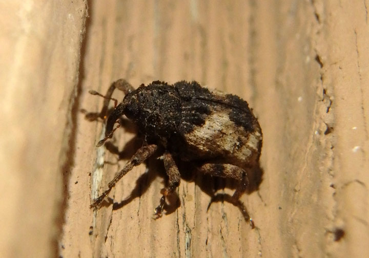 Cryptorhynchus fuscatus; Hidden Snout Weevil species 
