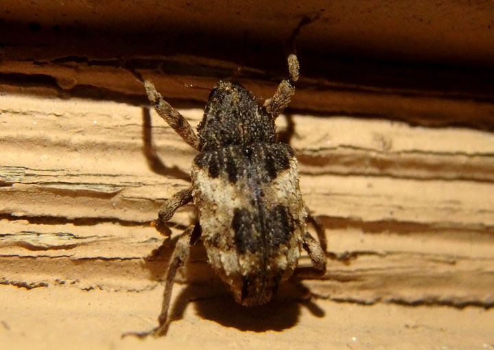 Cryptorhynchus fuscatus; Hidden Snout Weevil species 