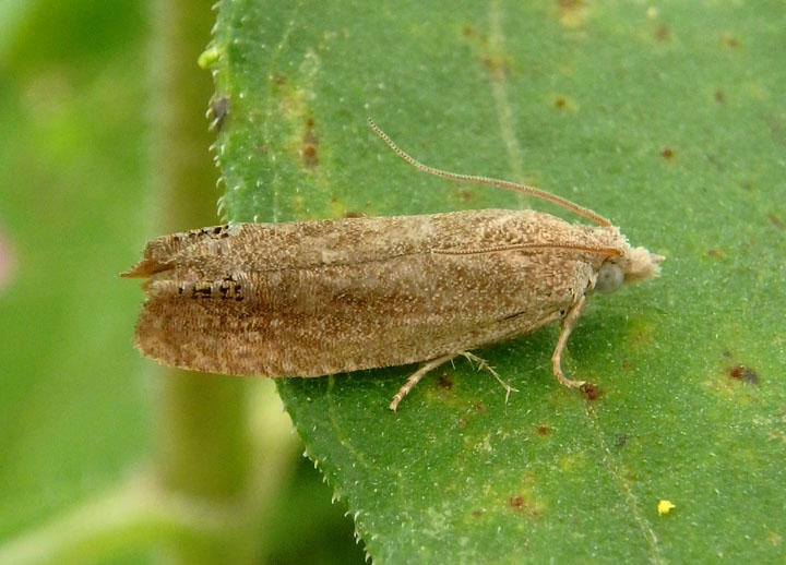 3051 - Eucosma glomerana; Tortricid Moth species