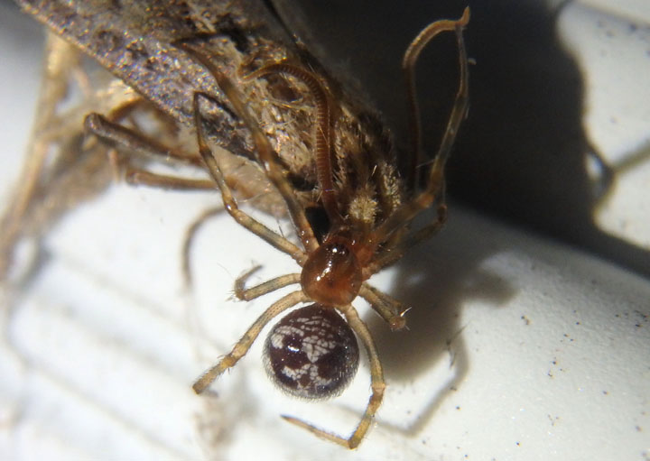Steatoda triangulosa; Cobweb spider species