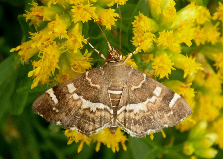 5169 - Hymenia perspectalis; Spotted Beet Webworm Moth